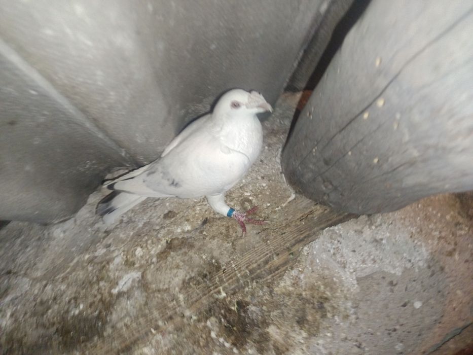 Sprzedam gołębia staropolski samica MOŻLIWOŚĆ WYSYŁKI