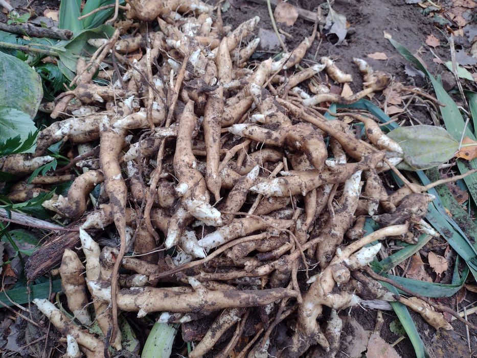 Topinambur do konsumpcji