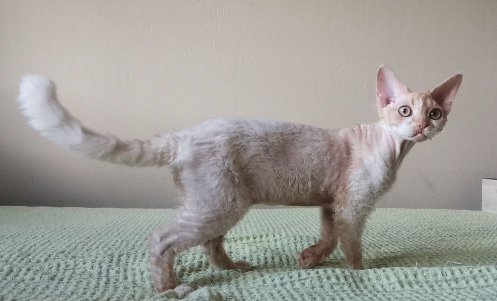 Kocurek devon rex