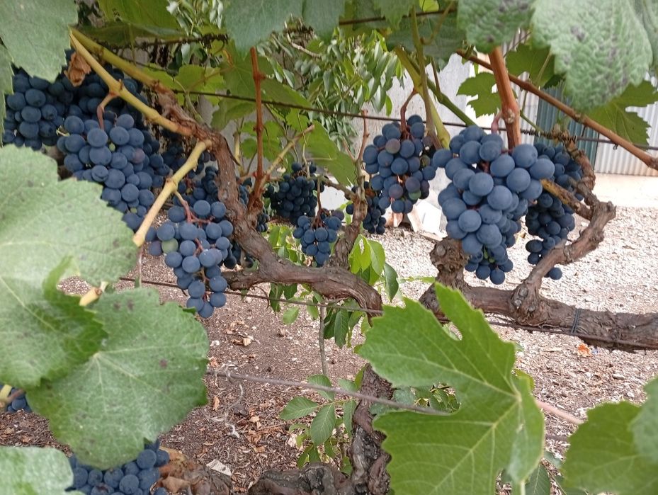 Uvas brancas e tintas