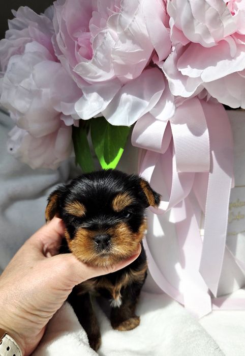 Piesek Yorkshire terrier rod ZKwP FCI