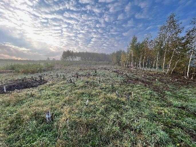 Mulczer leśny Oczyszczenie działki działek  terenu