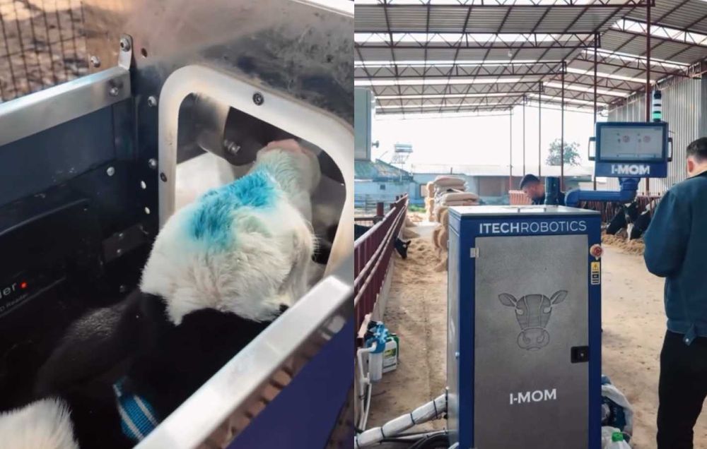 Robot do zgarniania obornika robot do podgarniania paszy CALMAR