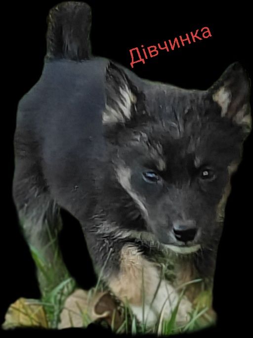 Віддам файних дівчаток