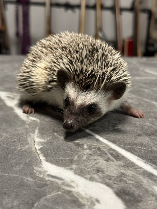 Urocze, Młode Jeżyki Pigmejskie z Domowej Hodowli