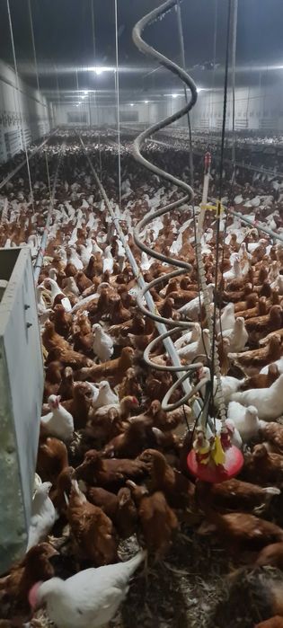 KURY NIOSKI Młode z pierwszym jajkiem.HURT-DETAL.Ferma Drobiu.