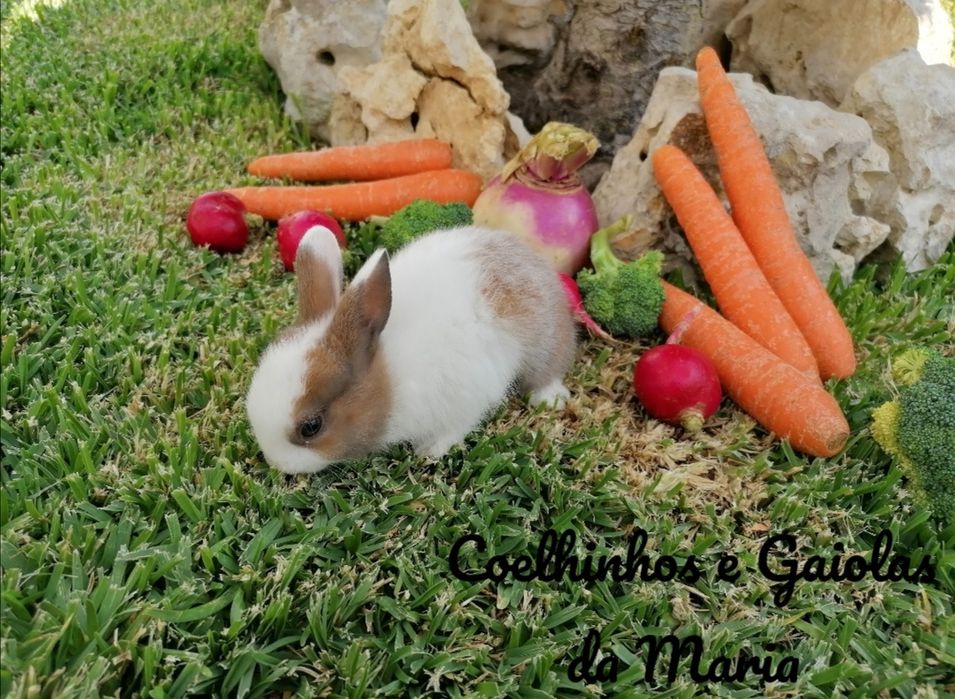 KIT Coelhos Anões Mini Toy, Mini Hokandez, Tedy, Belier (Orelhudo)