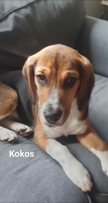 Oddam za darmo, pies fo adopcji