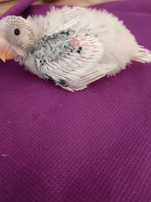 Crias de piriquitos para venda