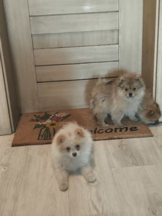 Szpic miniaturowy pomeranian okazja!