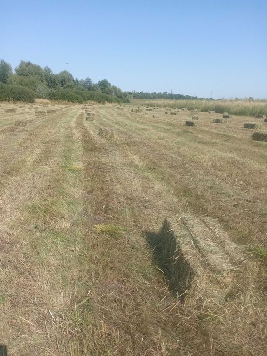 Сено луговое тюки и солома.