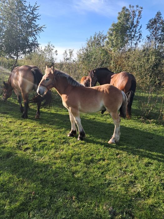 Sprzedam ogierka zimnokrwistego