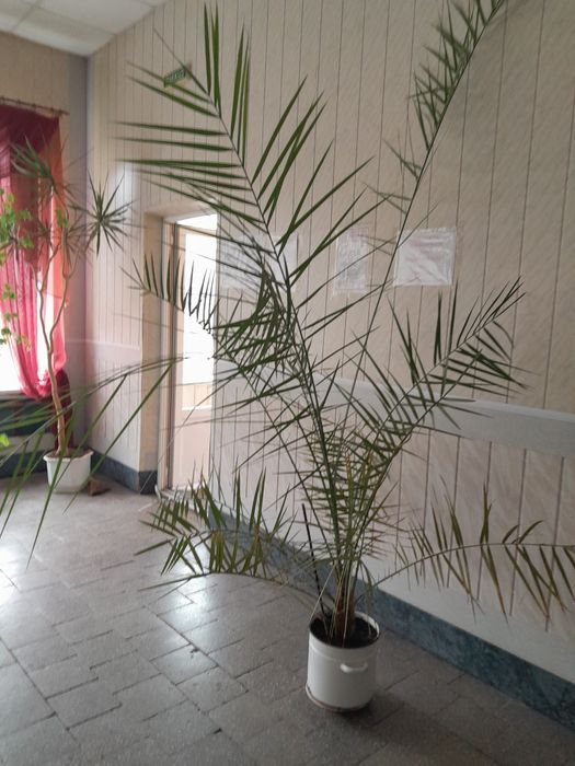 Продам великі і не дуже кімнатні рослини