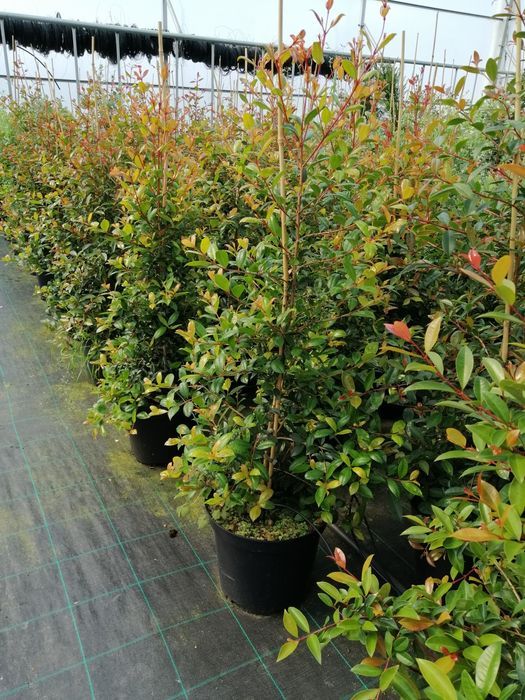 Eugenia Newport 50CM-100CM-150CM-200CM-250CM-300CM-350CM-400CM