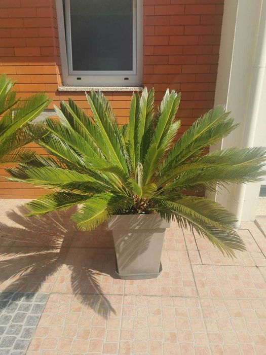 Planta Sica grande