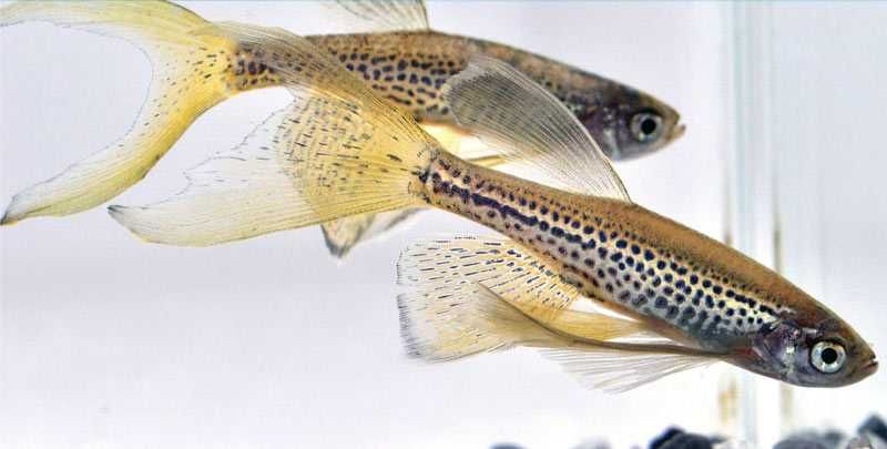 MISIEKZOO Karpiowate - Danio Pręgowane / Lamparcie już od 1,80 zł