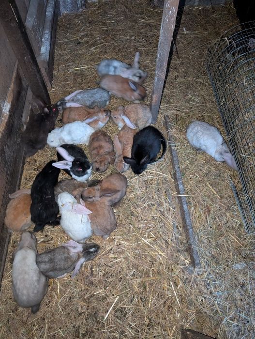 Кроленята, кролі, кролики