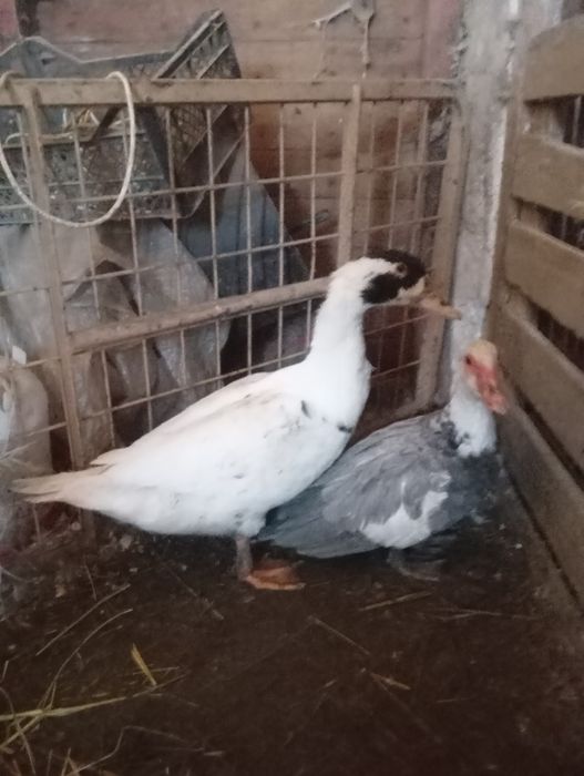 Kaczki francuskie staropolskie pekiny