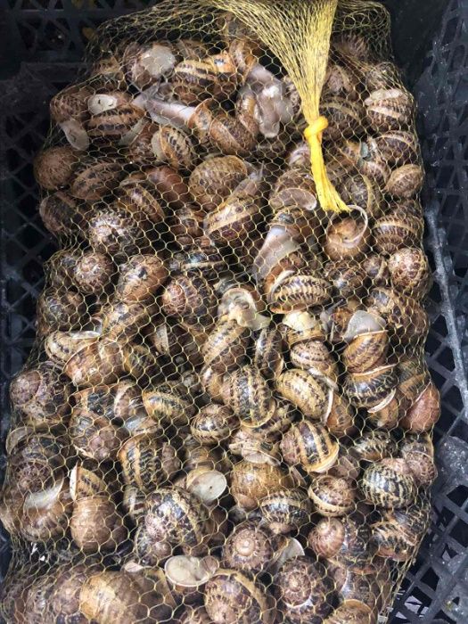 Маточне стадо равлика улитки Helix Aspersia Muller