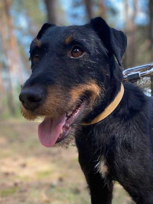 Nero w typie teriera niemieckiego szuka odpowiedzialnego opiekuna.