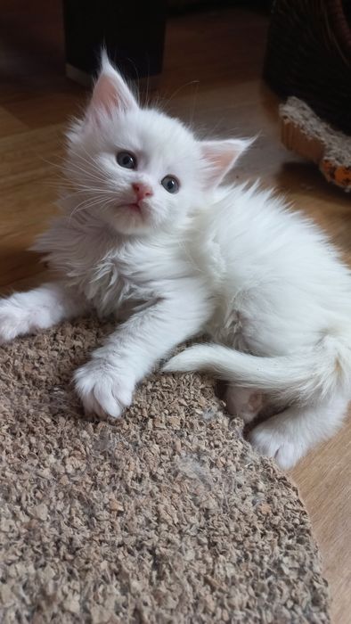 Kocurek Maine Coon WCF