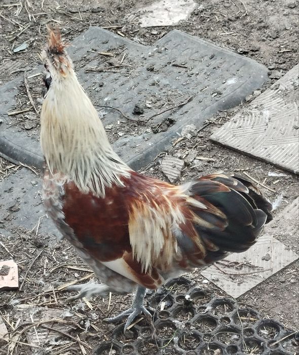 Sprzedam koguty młode