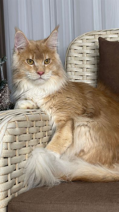 Harvey- Kocurek Maine Coon