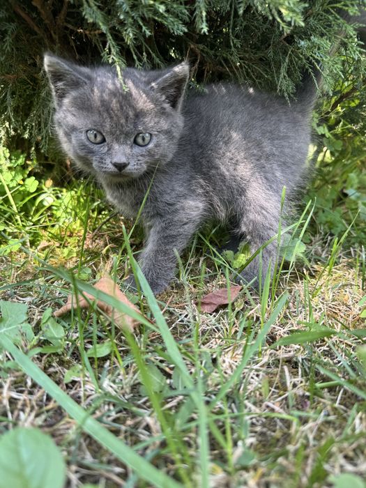 Британские котята
