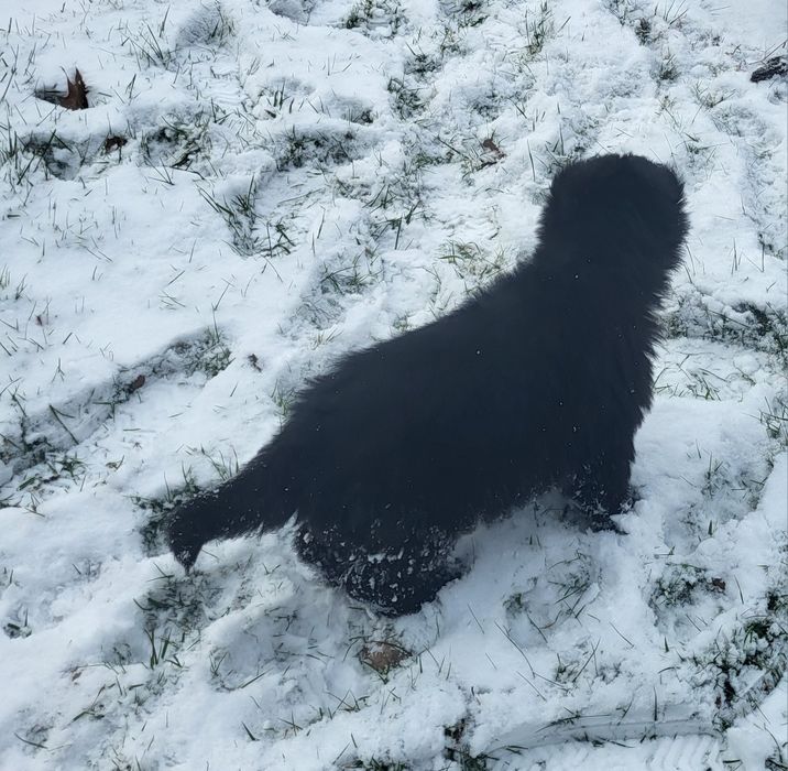 Owczarek niemiecki sunia