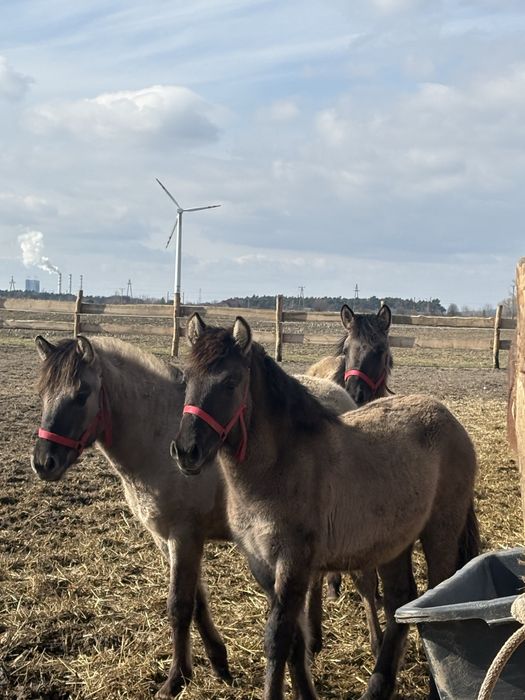 Sprzedam Polskie Koniki