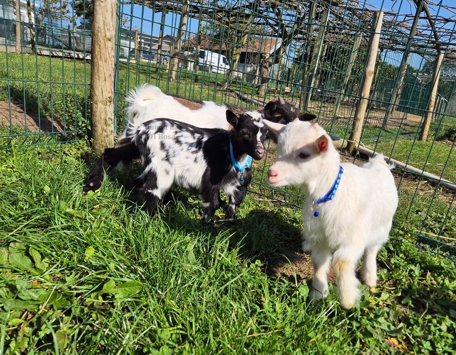 Cabras Micro Anãs Únicas