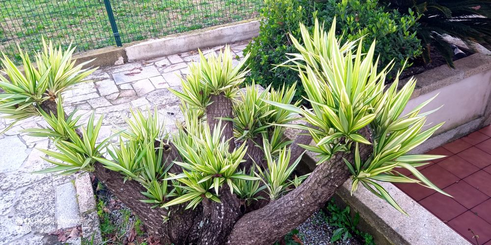 Planta yucca vários tamanhos