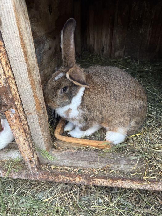 Króliki waga 2,5kg do 3,8kg