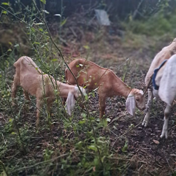 Cabras.Vendo cabrito de raca anglonubiana