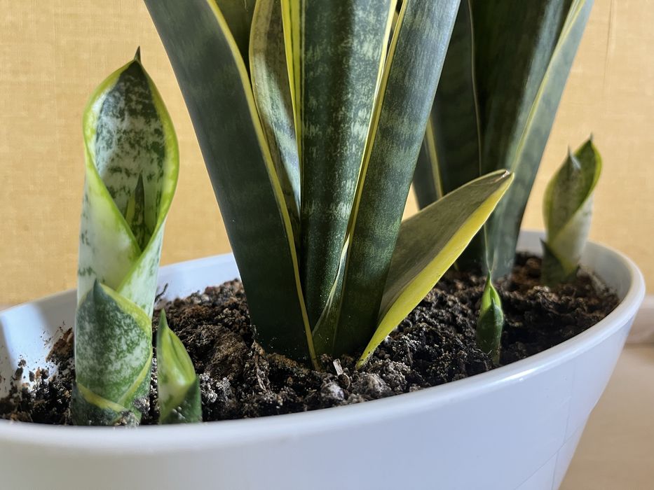 Цветок щучий хвост, тёщин язык