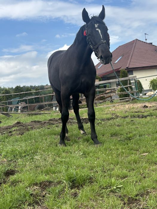 Klacz Roczna Pella