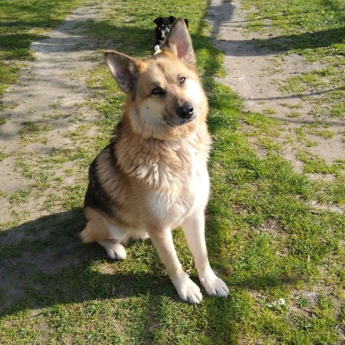 Kokos z Wojtyszek poleca się do adopcji