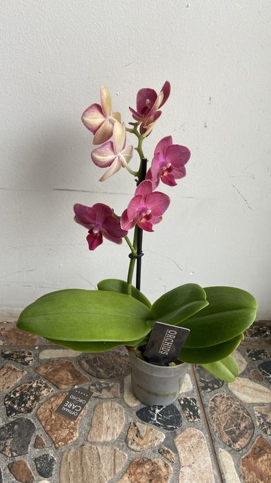 Орхідея міні-7 горщик-350 грн
