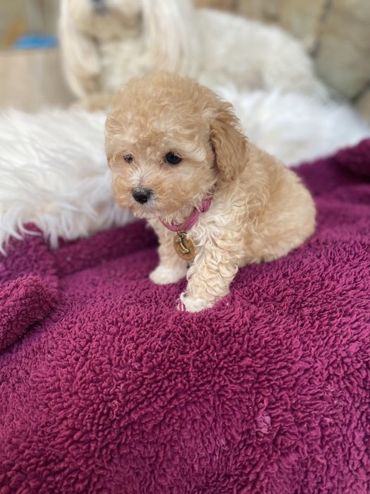 Найкрасивіші мальтипу ф1