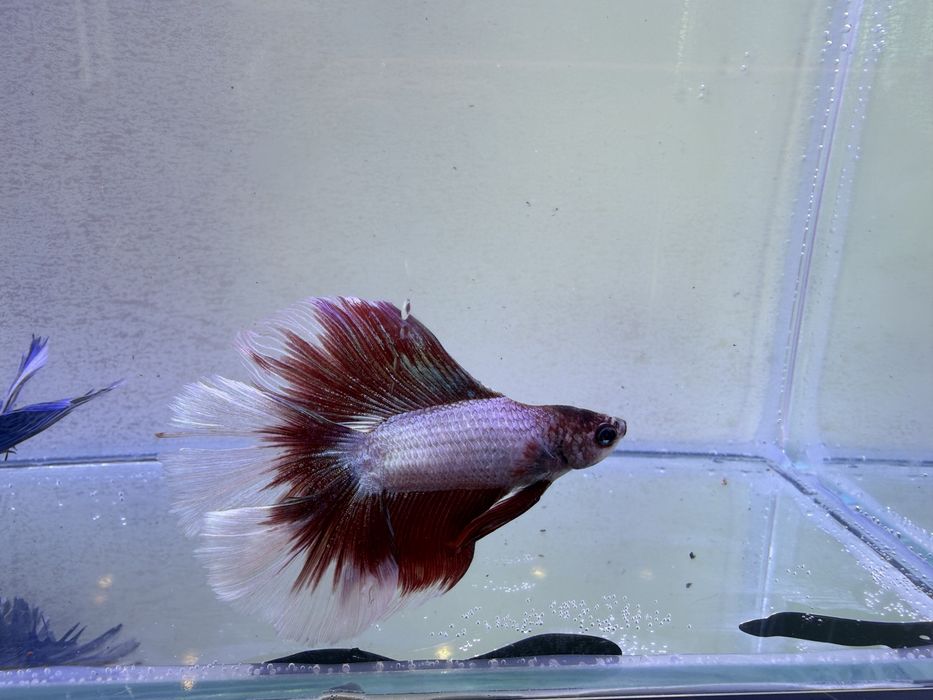 Bettas de seleção -Variedades de Importacão