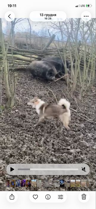 Чудовий кабель зсл робота кабан бурсук вік 11 місяців