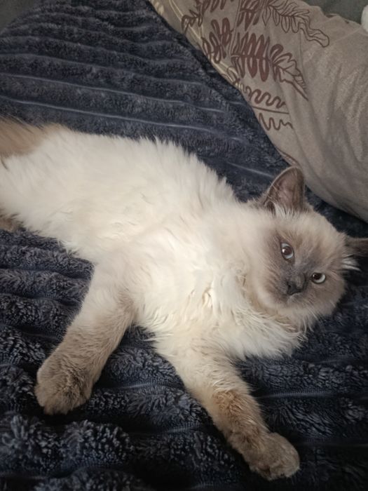 Продається котик