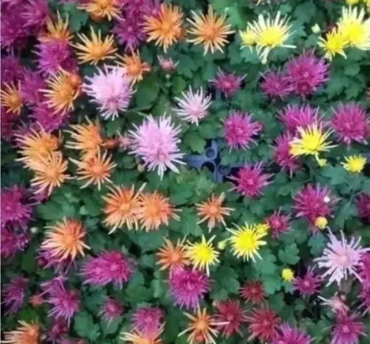 Хризантема. Мультифлора. Горщикова. Різні сорти.