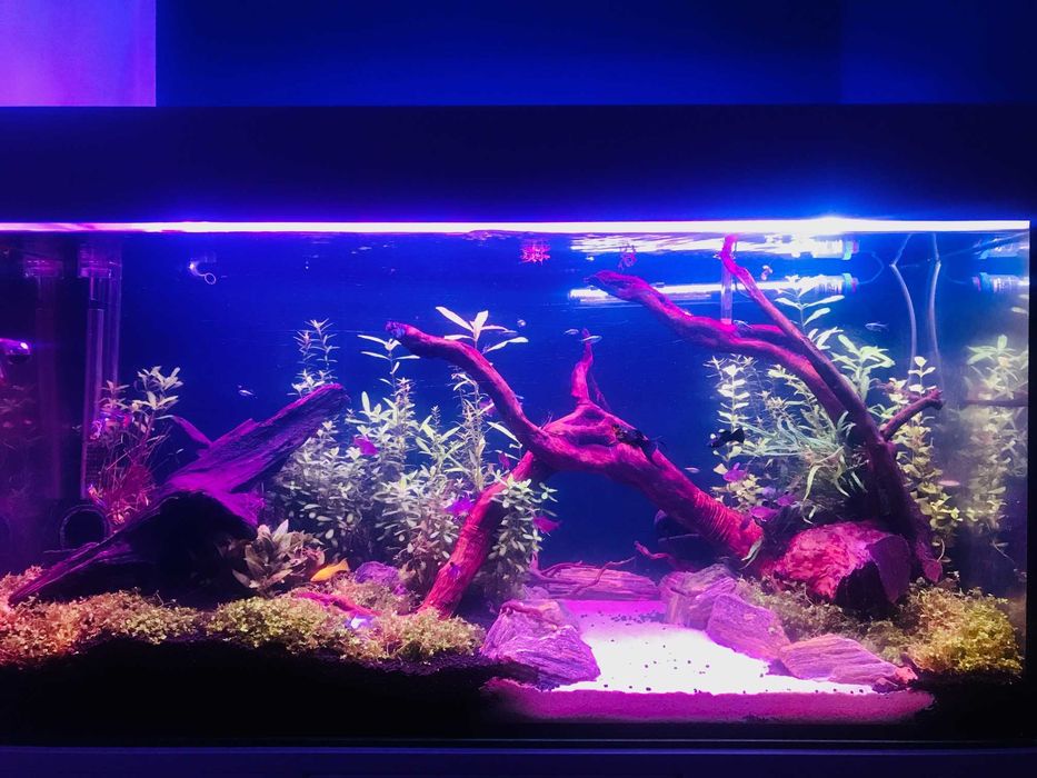 Akwarium 200 litrów + szafka i pokrywa alu biały lakier + osprzęt