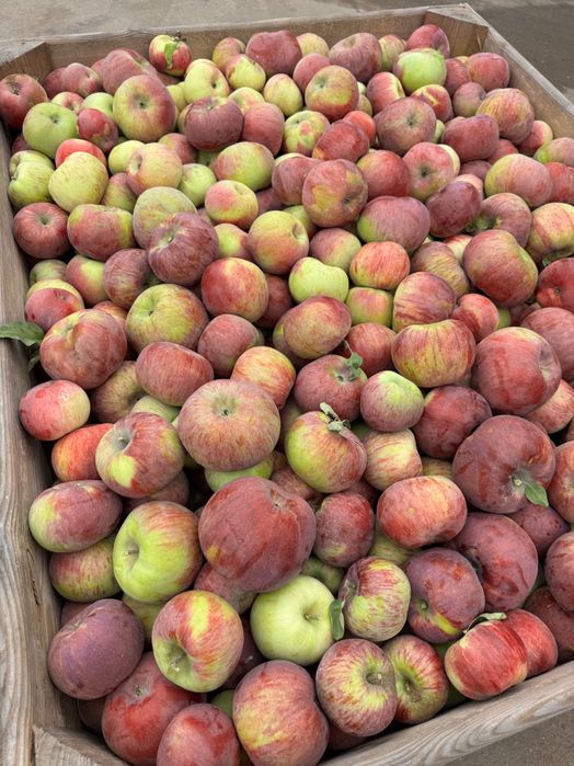 Sprzedam jabłka Cortland – hurtowe ilości