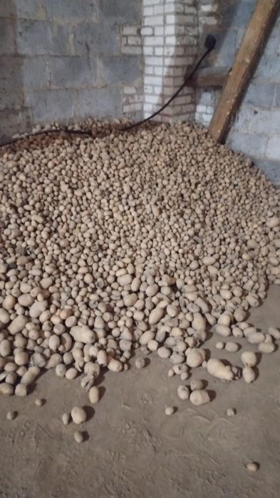 Ziemniak odpadowy paszowy