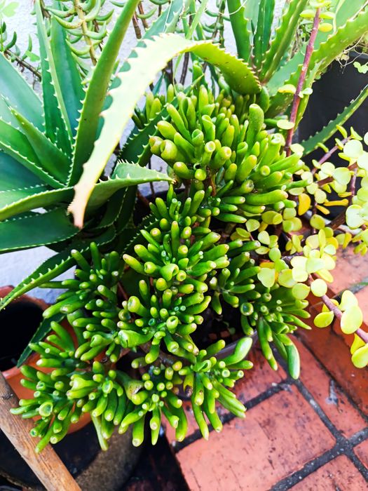 Suculentas de várias espécies