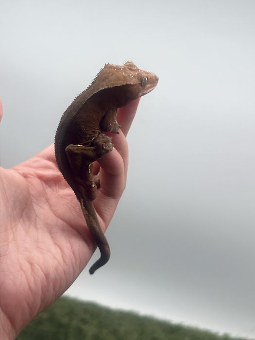 Gekon orzęsiony samiec możliwe terrarium