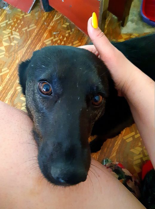 Подарую молоду собачку