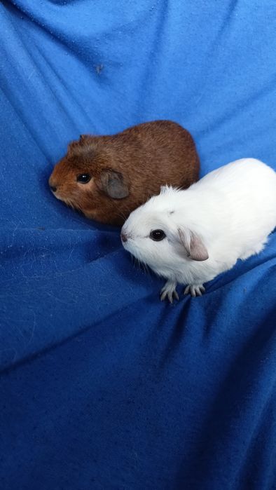 Питомник морских свинок